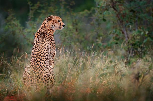 非洲猎豹,猎豹具缘垂毛,步行野生的猫.快的哺乳动物向英语字母表的第20个字母