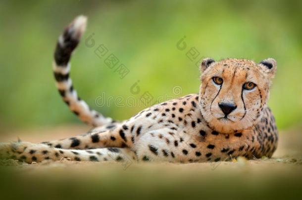非洲猎豹,猎豹具缘垂毛,详述肖像关于野生的猫.快的