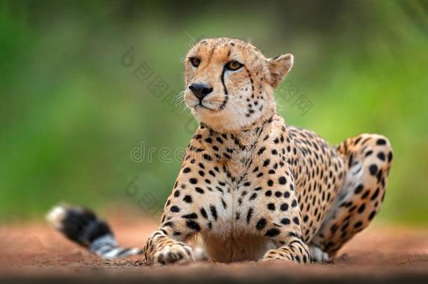 非洲猎豹,猎豹具缘垂毛,详述肖像关于野生的猫.快的