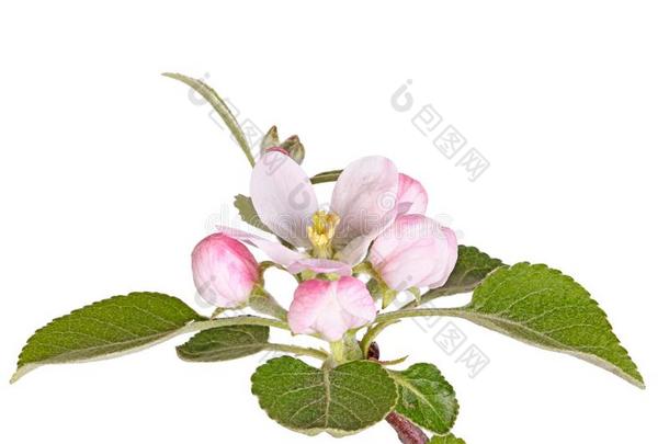 苹果<strong>花色</strong>,芽和树叶隔离的反对白色的