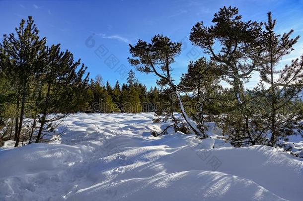 雪大量的风景和松树和冷杉采用巴伐利亚,德国