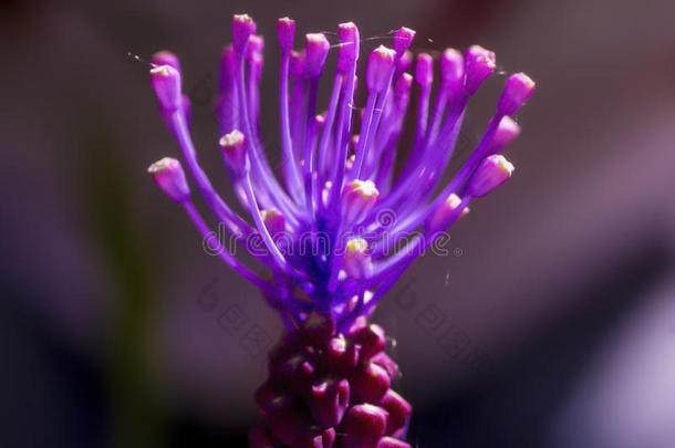 植物和紫色的和紫罗兰花和紫色的背景