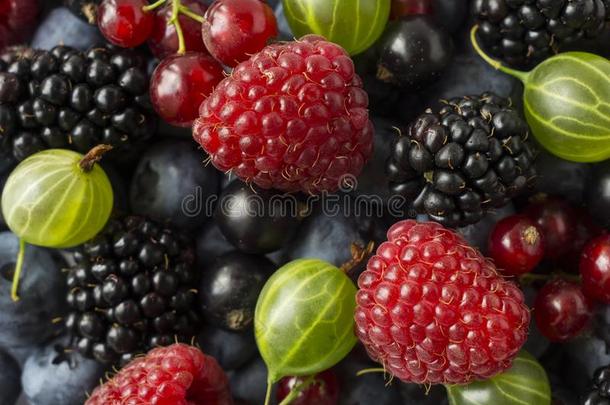 成熟的<strong>黑</strong>莓,<strong>黑醋</strong>栗,红色的无核小<strong>葡萄</strong>干,悬钩子和