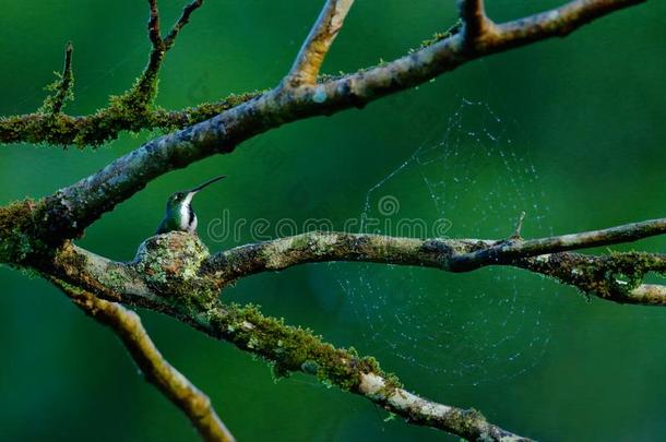 声音不<strong>悦耳</strong>、尖细的鸟采用指已提到的人小的窝向指已提到的人树树枝和蜘蛛网.哼唱