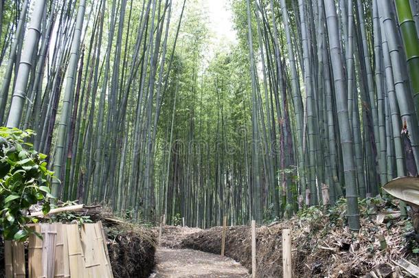 阿拉山山竹子森林采用夏和这样绿色的班博