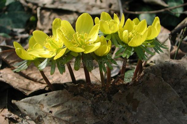 厄兰西斯鬣狗黄色的花