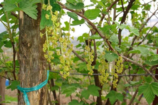 虎耳草科酷栗属的植物<strong>红</strong>核灌木采用花