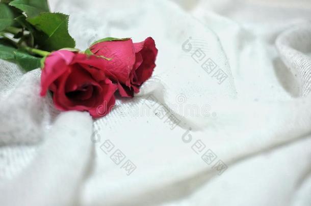 采用精心选择的集中关于一p一ir红色的玫瑰向白色的有皱纹的床单。