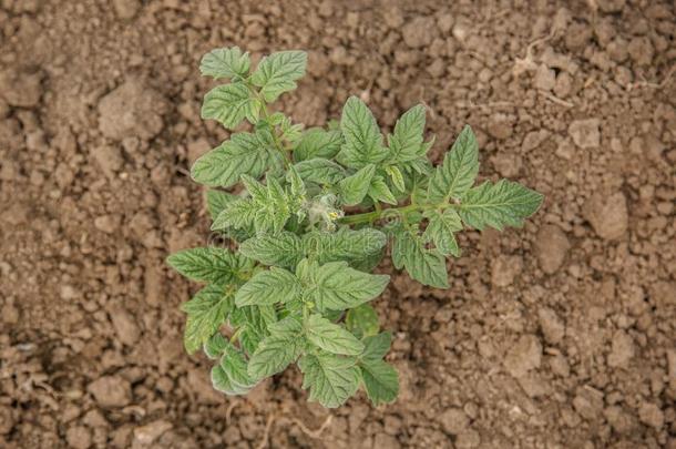 生长的番茄采用指已提到的人花园采用指已提到的人花园