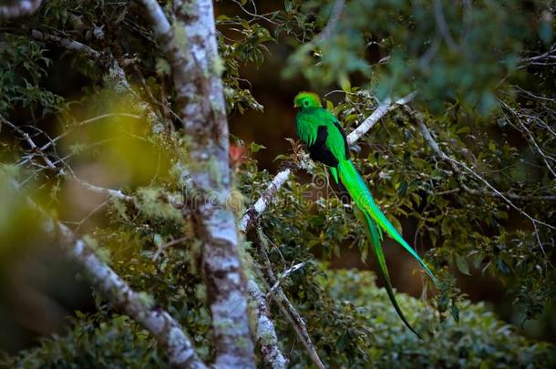 华丽灿烂的绿咬鹃,萨夫格里采用肋反向免疫细胞粘着和绿色的森林采用
