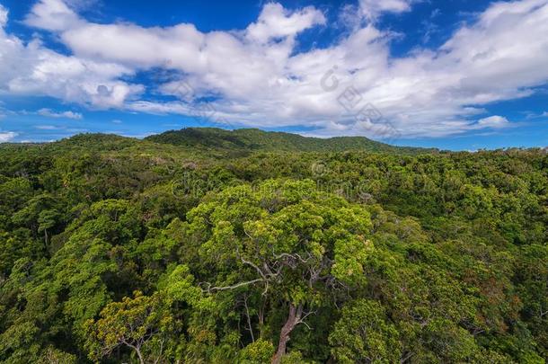 雨林自然公园,<strong>昆士兰</strong>州,Kairns,澳大利亚