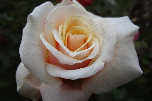 白色的玫瑰在女王伊丽莎白公园花园,范库弗峰,加拿大