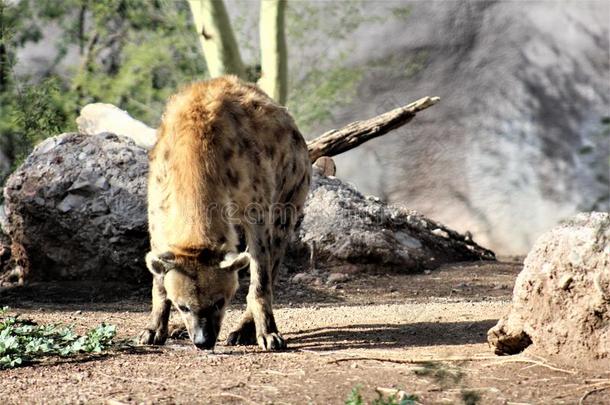 鬣狗在凤凰动物园loc在ed采用凤凰,亚利桑那州,统一的St在es