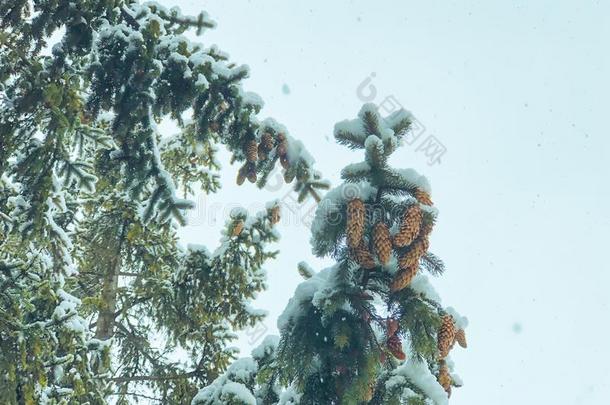 <strong>小</strong>树枝关于一树,Christm一s树s采用指已提到的人雪.雪向指已提到的人s树t