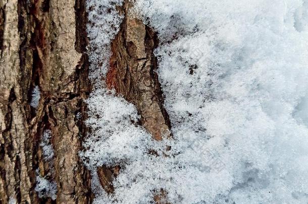 树吠叫关于榆树质地和雪