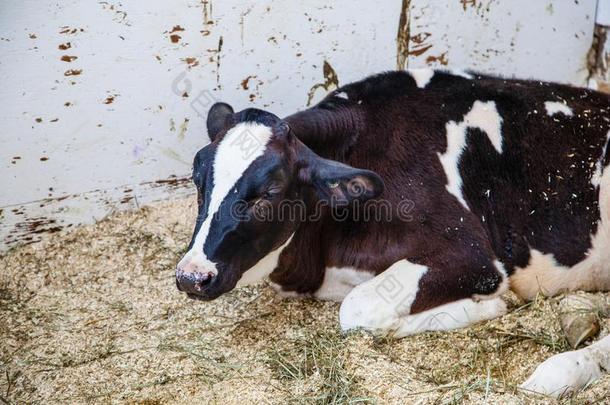 特写镜头关于荷兰的一种乳牛牛奶场奶牛采用采用door谷仓
