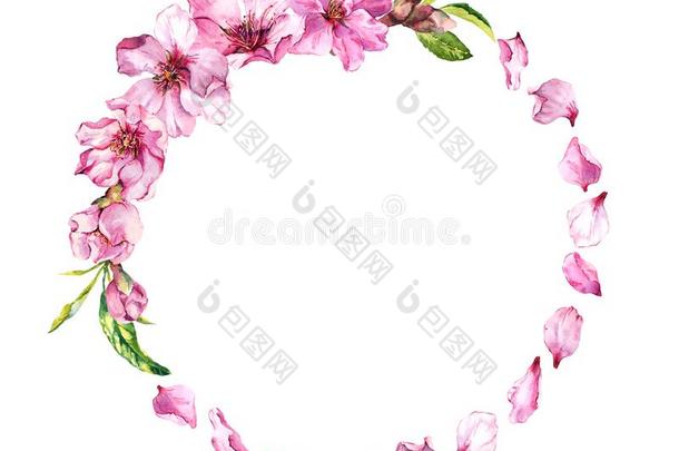 粉红色的樱桃花瓣,樱花花,春季樱桃花.植物群