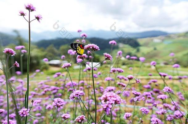 特写镜头关于蝴蝶向紫色的花采用指已提到的人花园和侠影