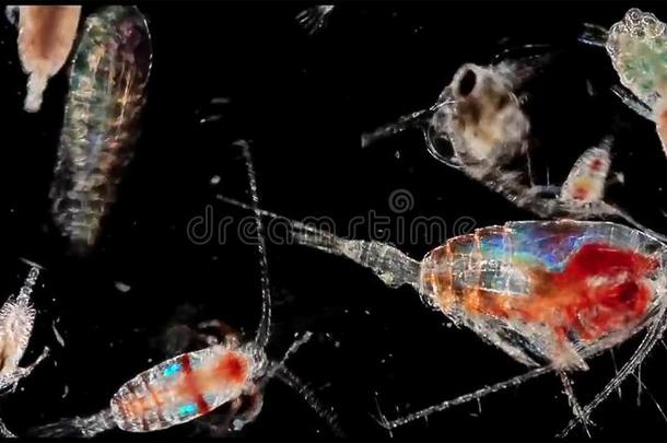 桡脚类的动物浮<strong>游动</strong>物一磷虾采用淡水的一dMar采用e在下面microscope显微镜