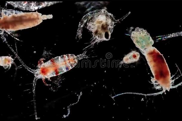 桡脚类的动物浮游动物一磷虾采用淡水的一dMar采用e在下面microscope显微镜