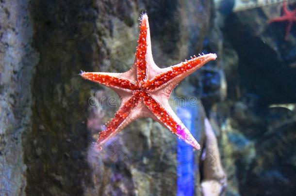 海星海星亚纲采用一水族馆