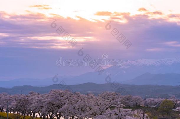 白川方明。-海啸很<strong>棒仙女</strong>座库拉岛采用日落