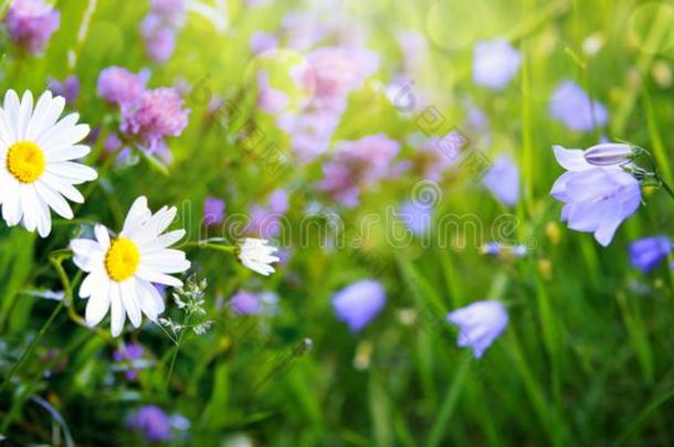 夏田和白色的雏菊和风铃草属植物花.