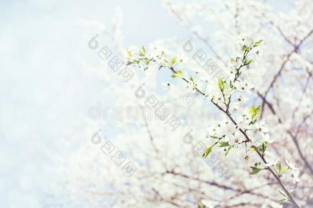 春季背景.樱<strong>桃花树</strong>,白色的花和绿色的