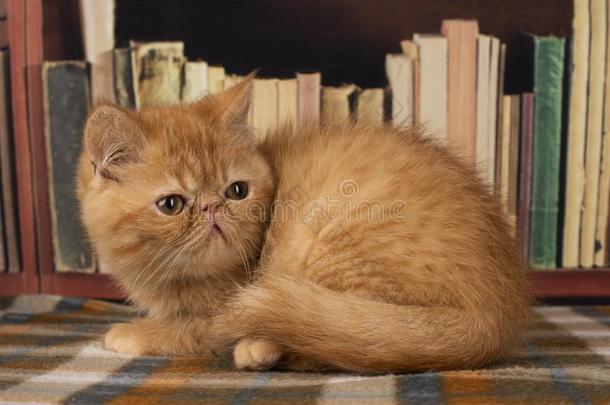 异国的小猫比赛采用指已提到的人图书馆
