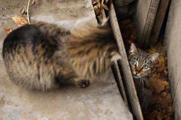 2019走失猫摄影师新的照片,漂亮的棕色的catalogues商品目录