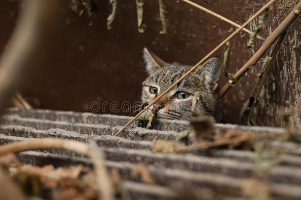 2019走失猫摄影师新的照片,漂亮的棕色的猫