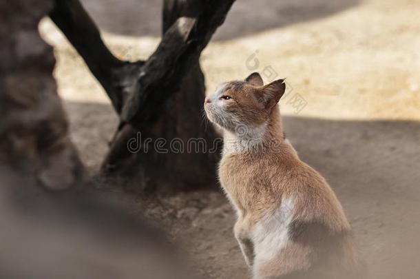 2019走失猫摄影师新的照片,漂亮的猫