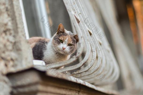 2019走失猫摄影师新的照片,漂亮的猫