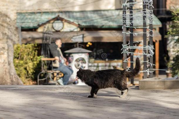 2019走失猫摄影师新的照片,漂亮的黑的猫