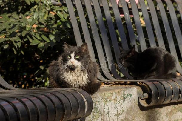 2019走失猫摄影师新的照片,漂亮的黑的猫