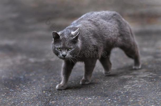 2019走失猫摄影师新的照片,漂亮的蓝色猫