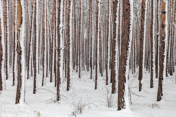 树干关于树大量的和雪