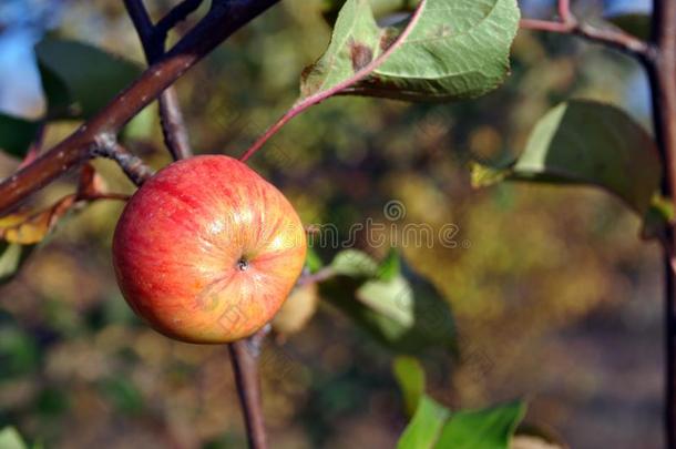 树枝和成熟的<strong>黄</strong>色的-粉红色的<strong>苹果</strong>,模糊的树叶背景,USSR苏联