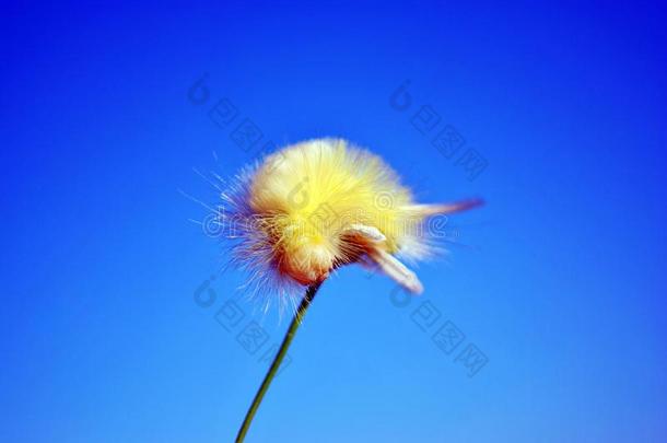 卡利特亚拉普迪本达苍白的草丛或meriansb或stel黄色的绒毛