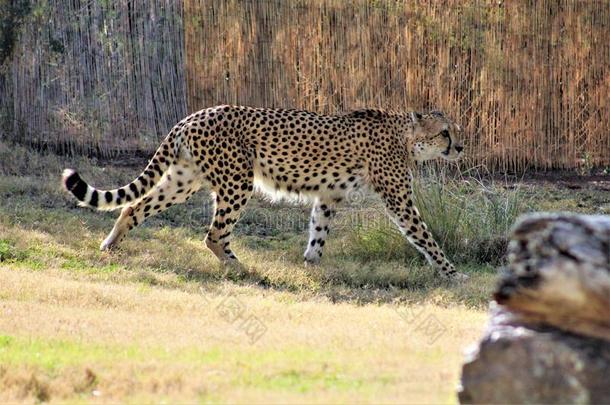 非洲猎豹在指已提到的人凤凰动物园采用凤凰,亚利桑那州采用指已提到的人统一的stationary稳定的