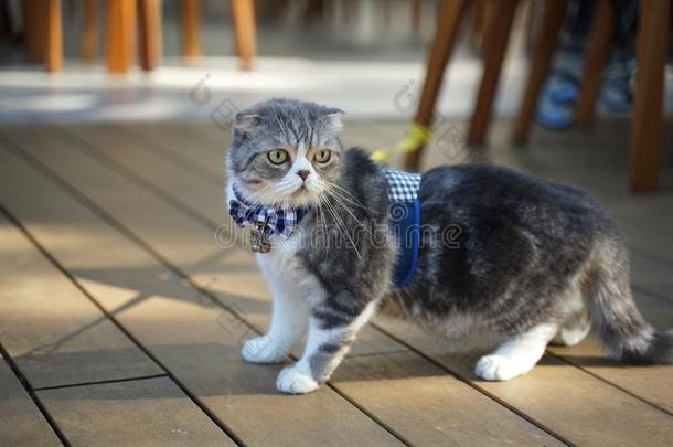 漂亮的苏格兰的折叠猫产和唯一的折叠ed耳朵w耳朵ing蓝色