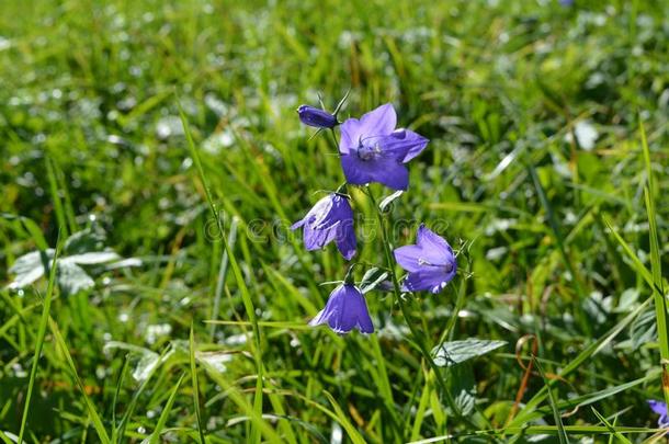 蓝色风铃草属植物采用夏一天采用来自瑞士的