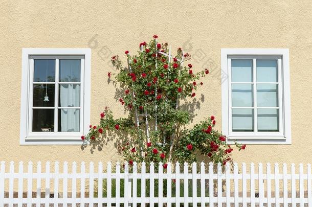 黄色的建筑物<strong>墙</strong>和灌木关于<strong>红色</strong>的玫瑰和一白色的精选的