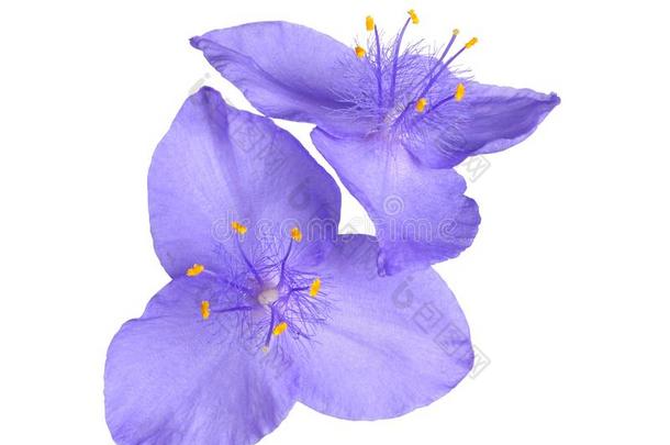 两个花关于一紫色的Tr一desc一nti一isol一ted