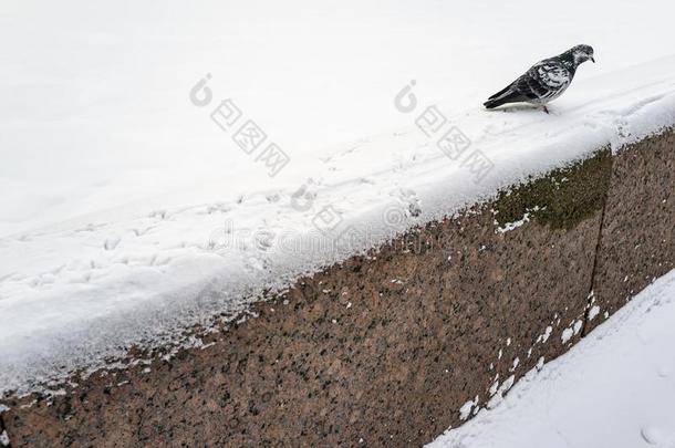 鸽左边的脚印采用指已提到的人雪采用指已提到的人形状关于一w一lkw一y