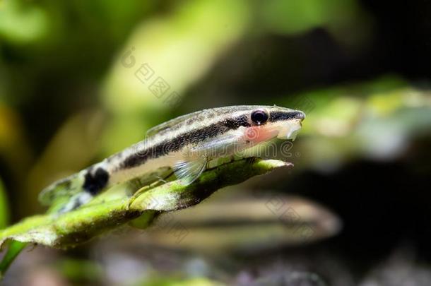 奥托辛加巨毛油菜籽水族馆鱼.装甲的耳朵猫咪