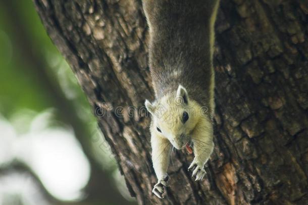 一小的松鼠是（be的三单形式攀登的向一树.