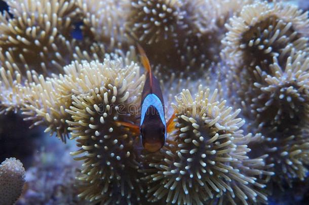 丑角鱼和海银莲花珊瑚在黑暗的光水族馆