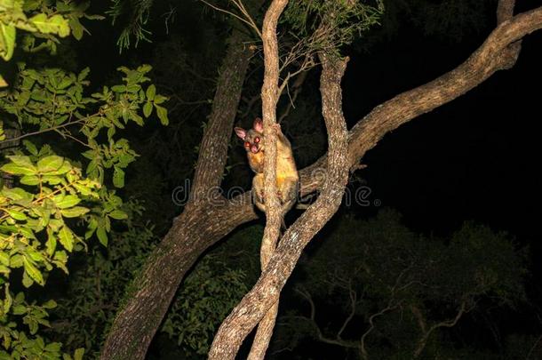 普通的刷尾负鼠扫尾袋鼯狐狸座攀登的一树采用