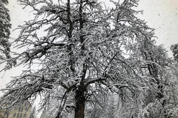 下雪.雪大量的树和<strong>奥特曼</strong>树叶采用指已提到的人下雪.wickets三柱门
